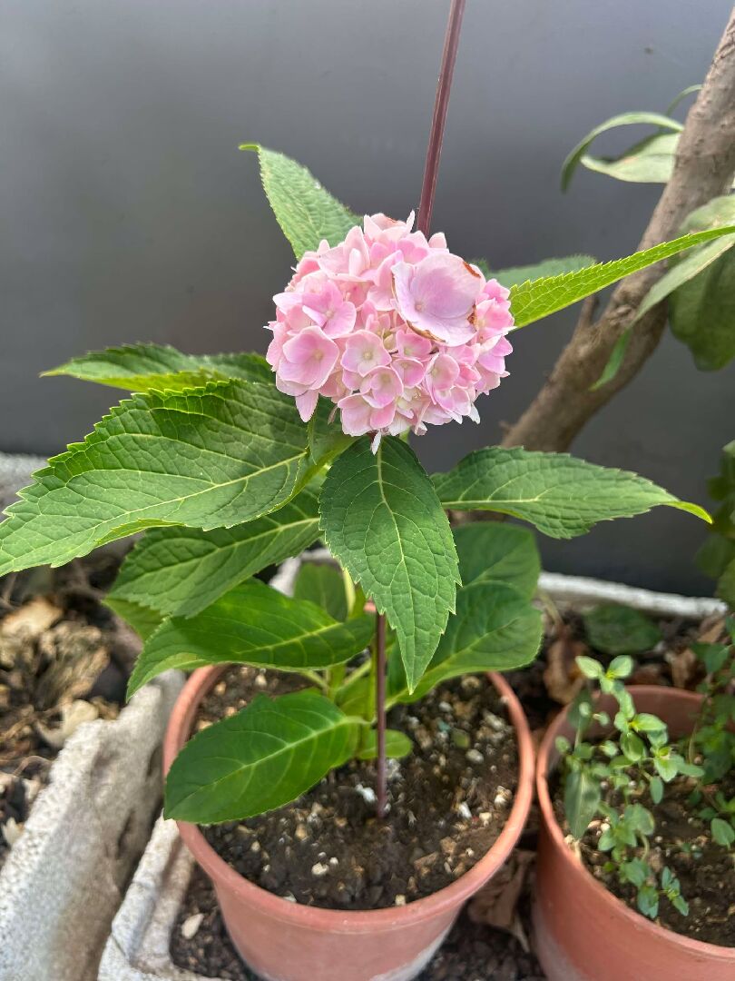 無盡夏有生病嗎?