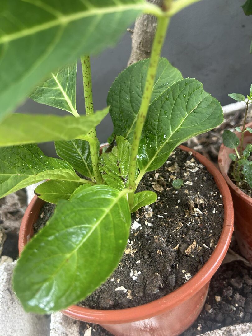 無盡夏有生病嗎?