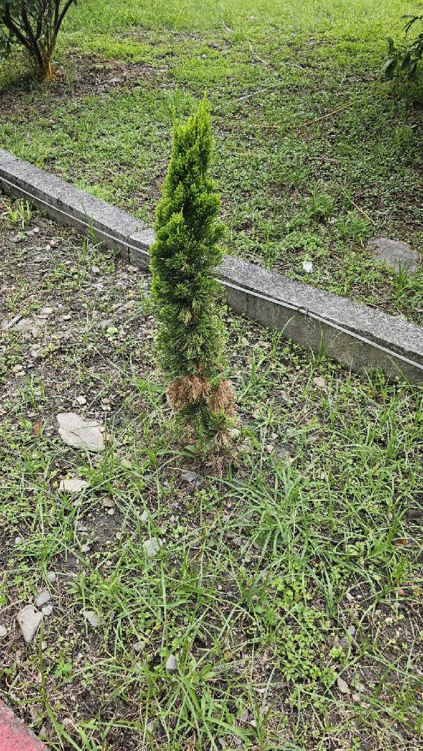松柏 枝條枯萎