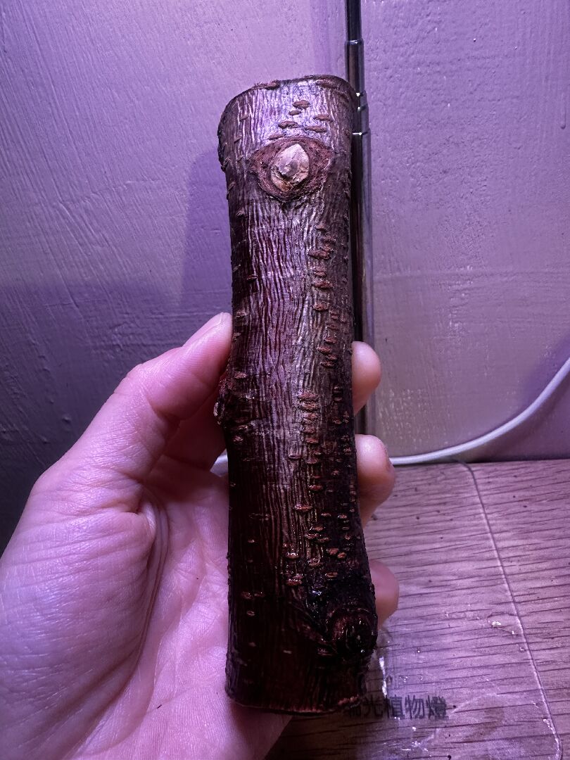 切斷的桃花枝