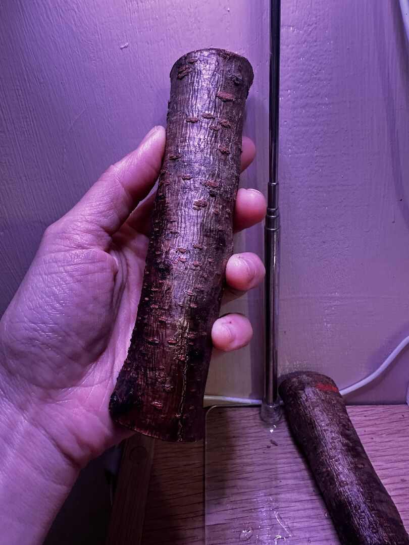 切斷的桃花枝