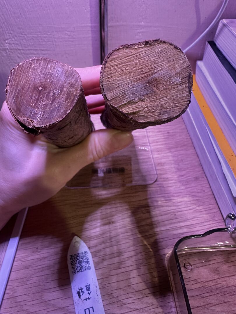 切斷的桃花枝
