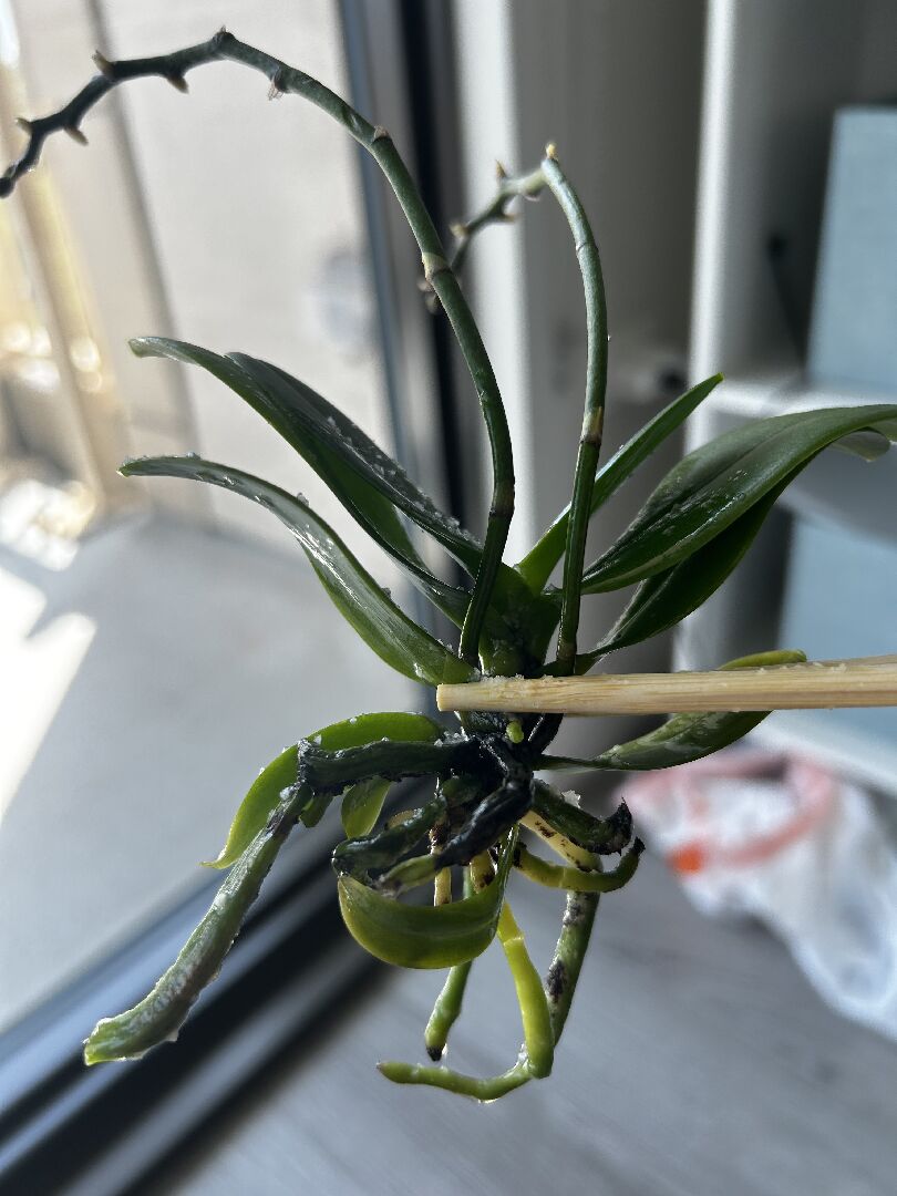 迷你蝴蝶蘭根部發黑