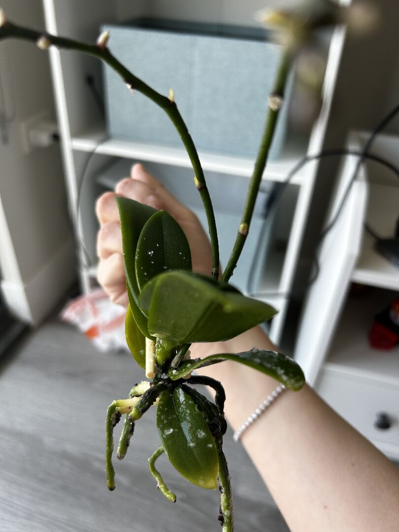 迷你蝴蝶蘭根部發黑
