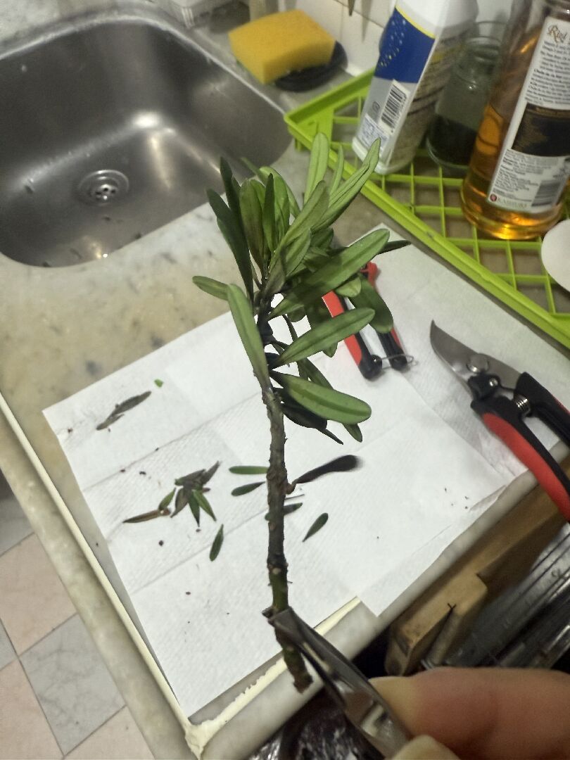 羅漢松一問