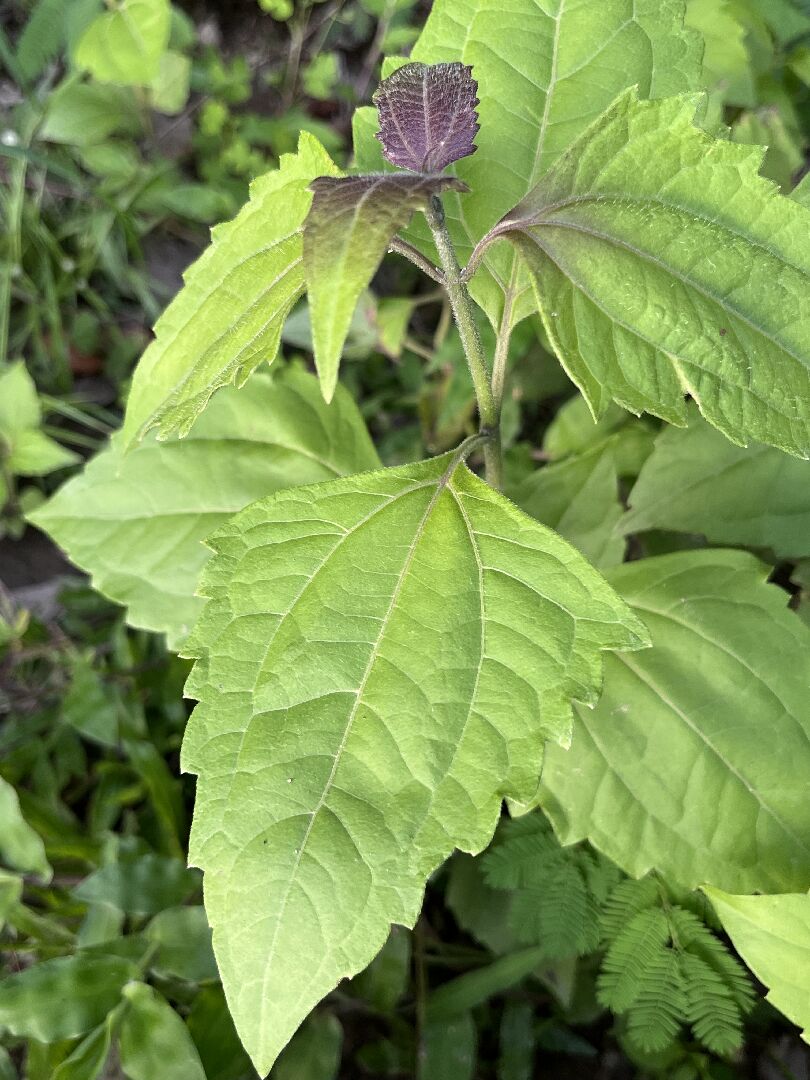請問這是什麼植物