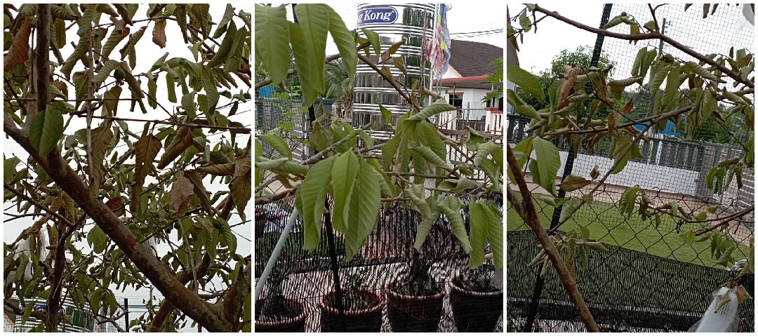 這芭樂(番石榴)還有救嗎?什麼病?