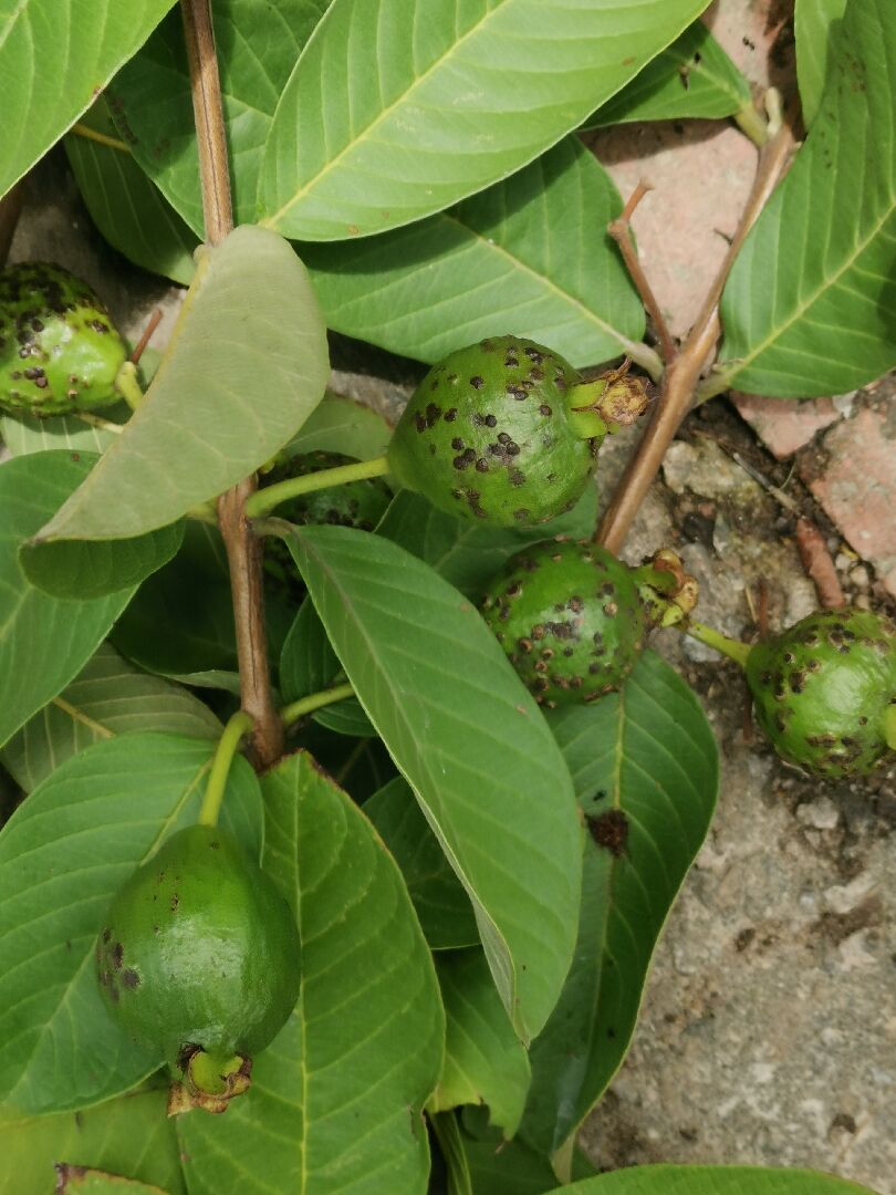 芭樂果實果皮上出現黑痂是蟲害嗎？如何防治？