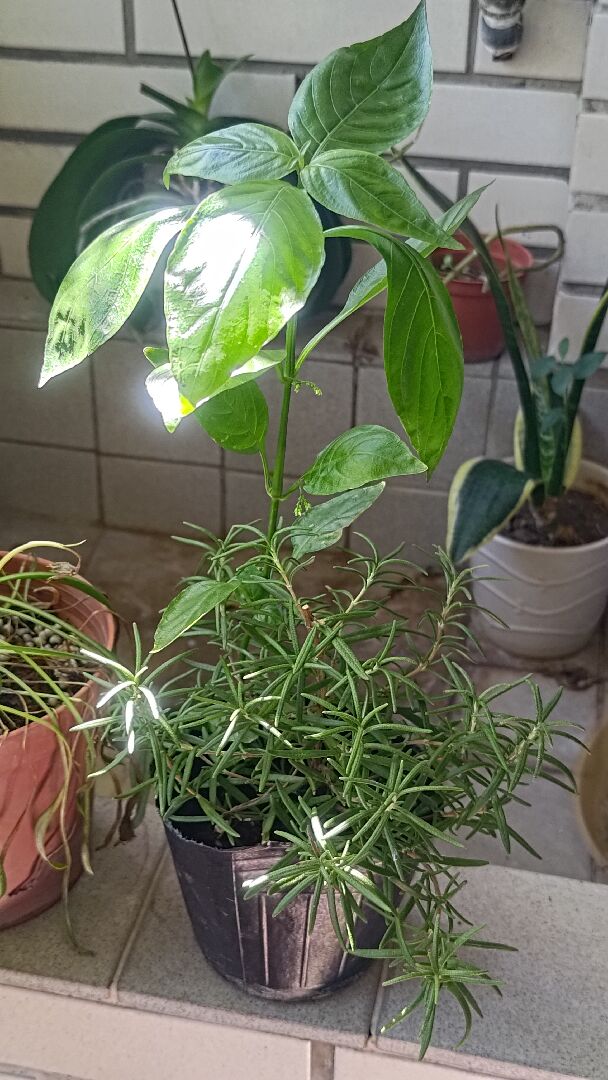 不知名的植物