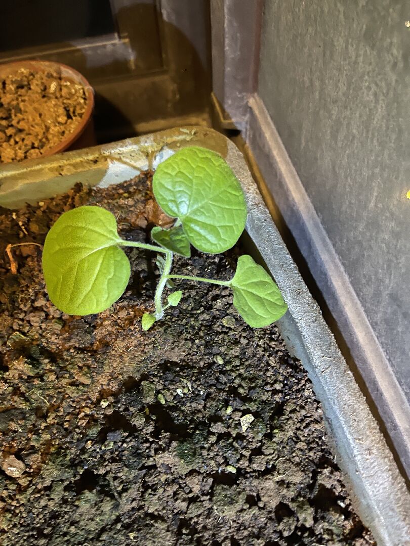 請問這是什麼植物？