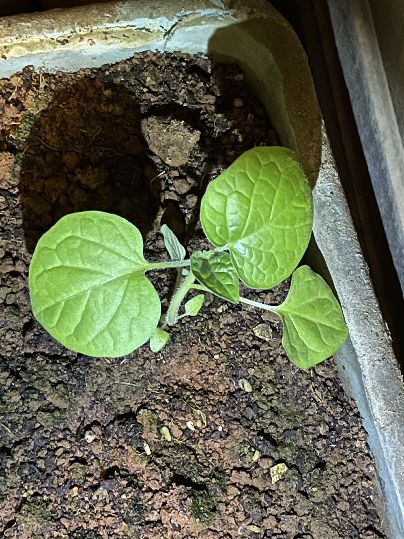 請問這是什麼植物？