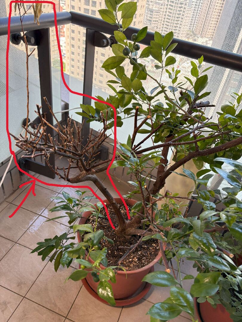 種22年的金桔是不是砧木冒出徒長枝了?