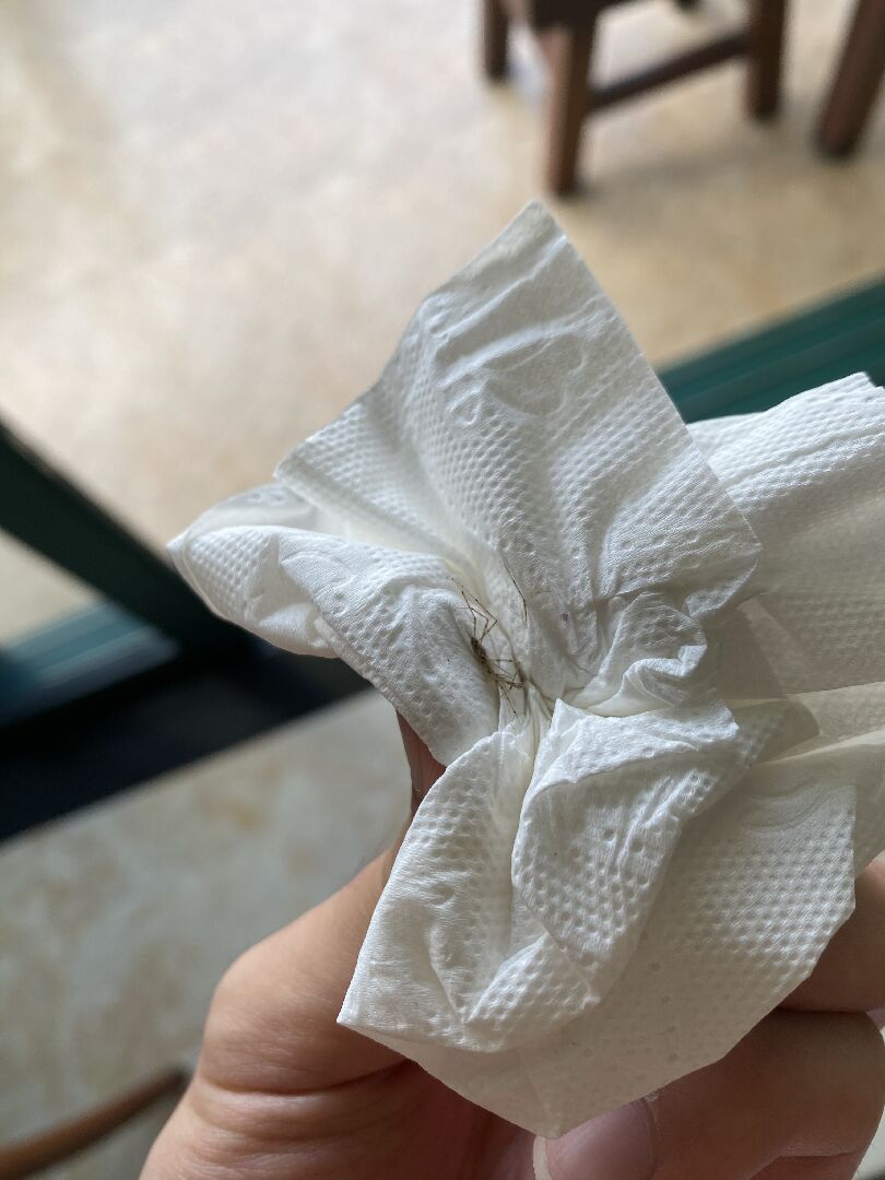像牙籖又會飛的蟲