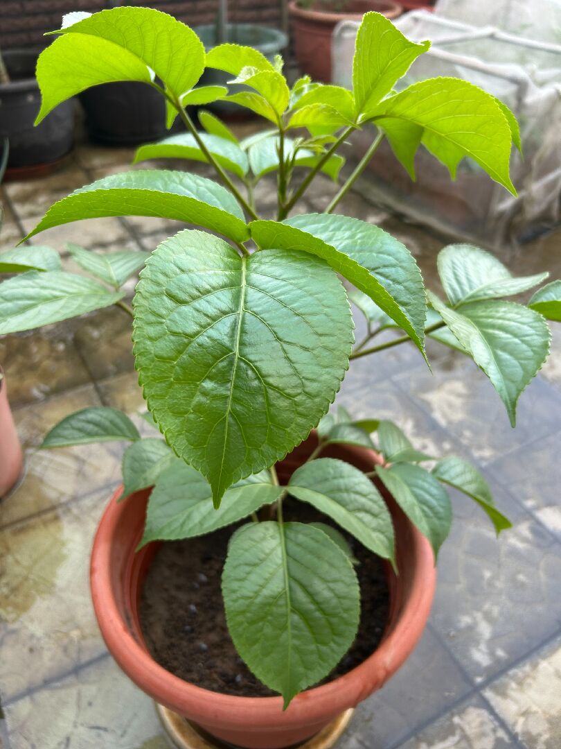 盆栽長出不知名植物