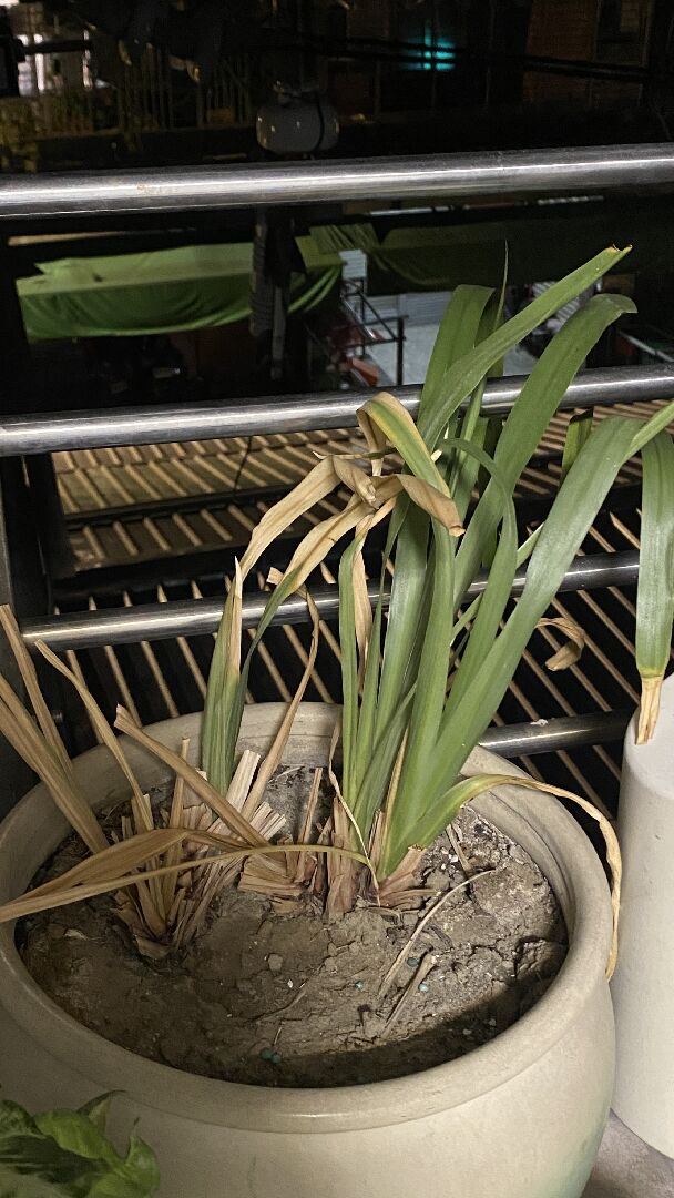 想知道這盆植物的種類