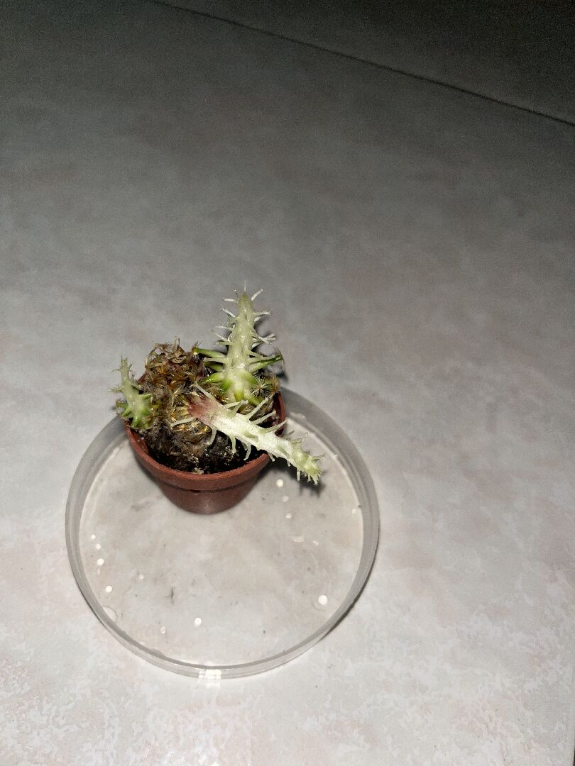 想問這樣還有救嗎？還是要剪掉