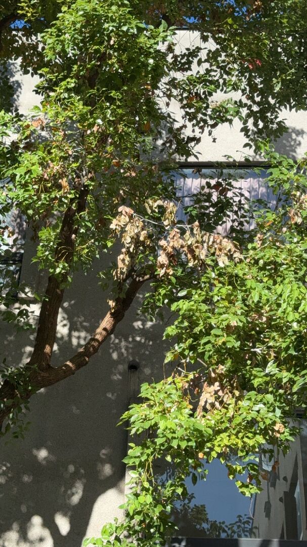 樟樹生病