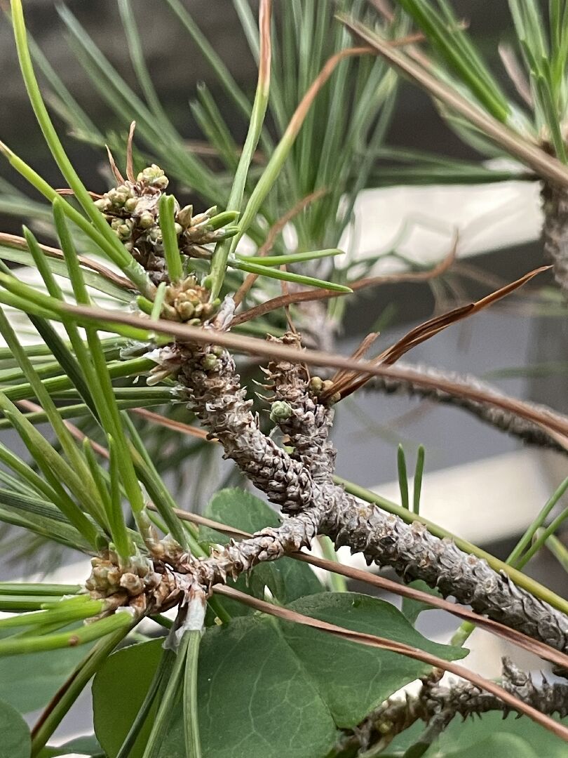 請問這顆錦松這麼了？