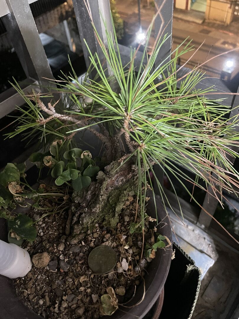 請問這顆錦松這麼了？