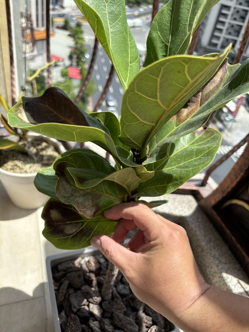 琴葉榕葉片發黑