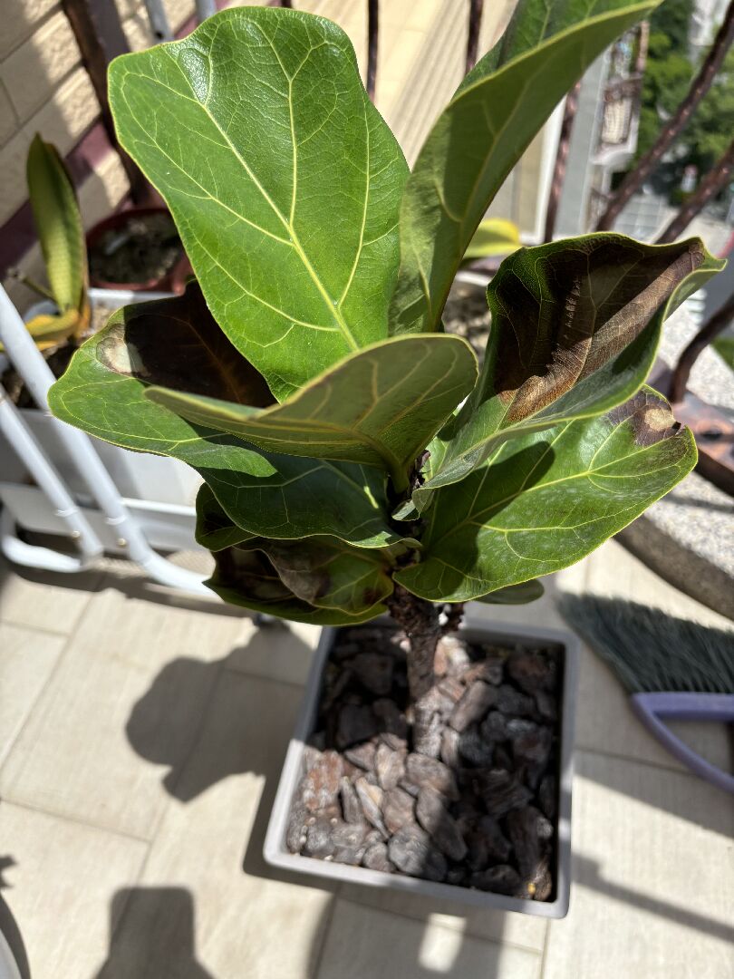 琴葉榕葉片發黑