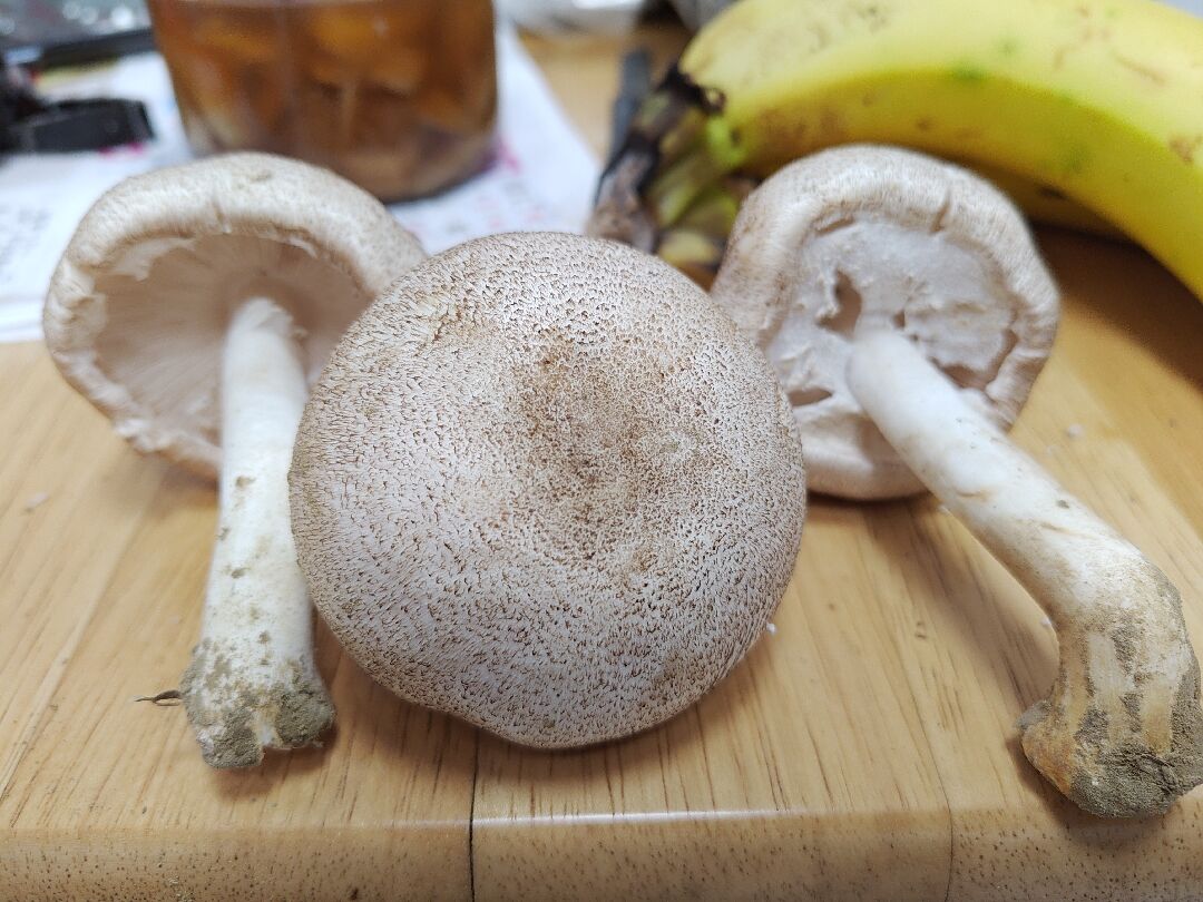 這是什麼種類的菇類可食用嗎？