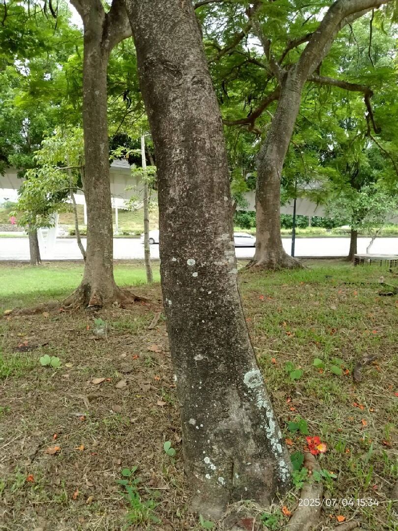 樹幹長綠色的斑點