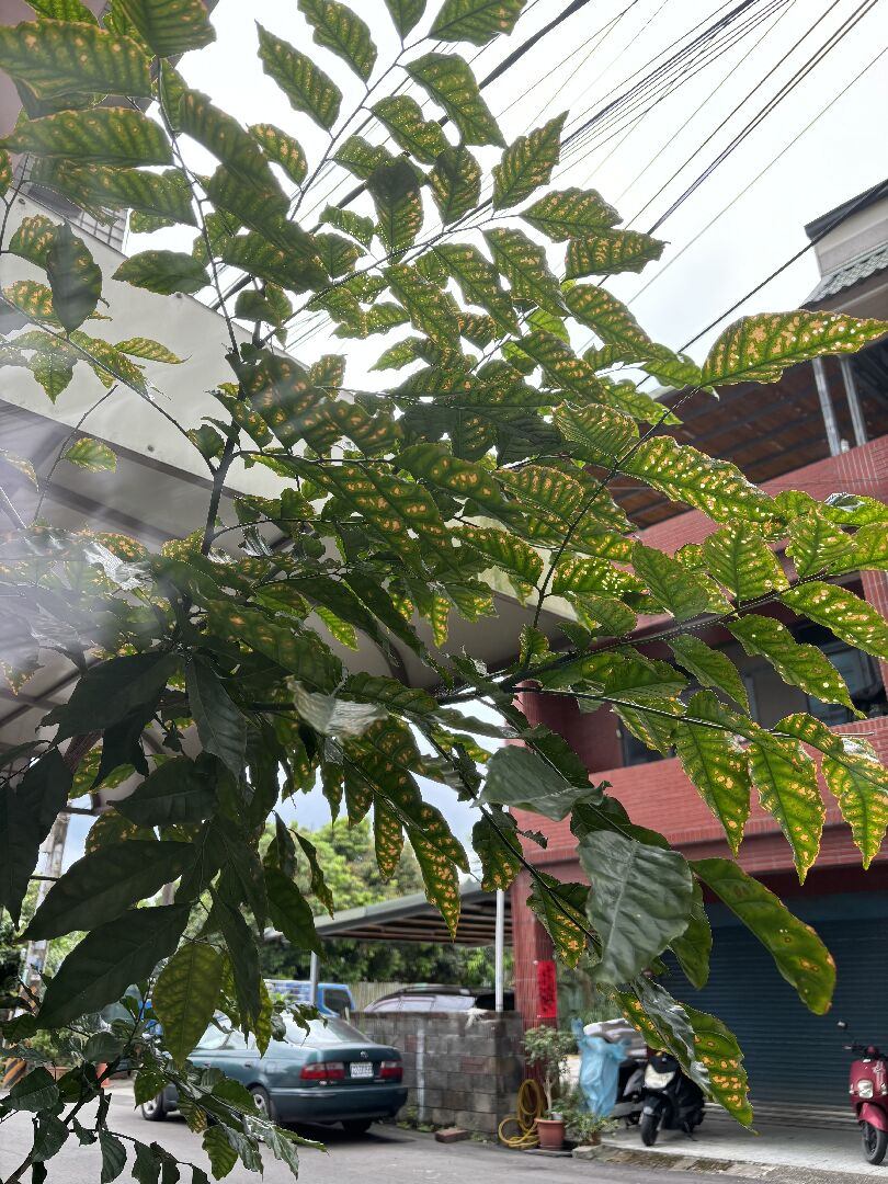 黃皮果葉子出現黃斑落葉
