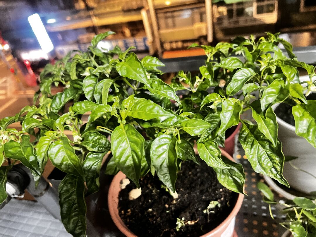 我種的鬼椒不再結果了