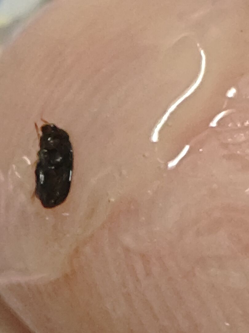 家裡有這種小黑蟲這是什麼蟲