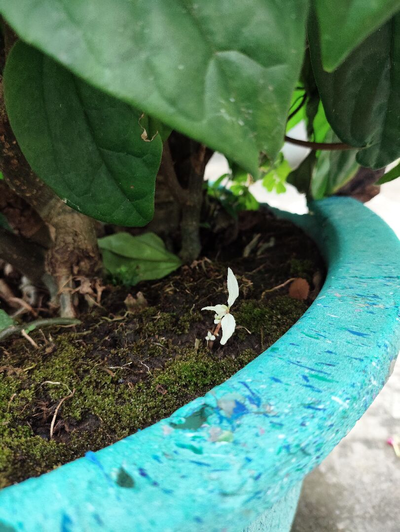 請問這是什麼植物