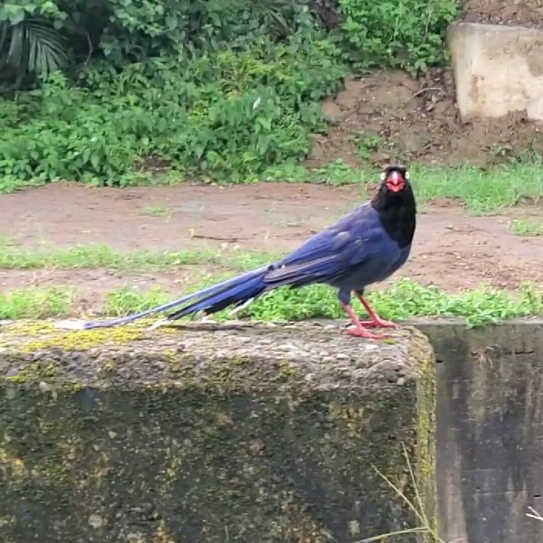 這是什麼鳥