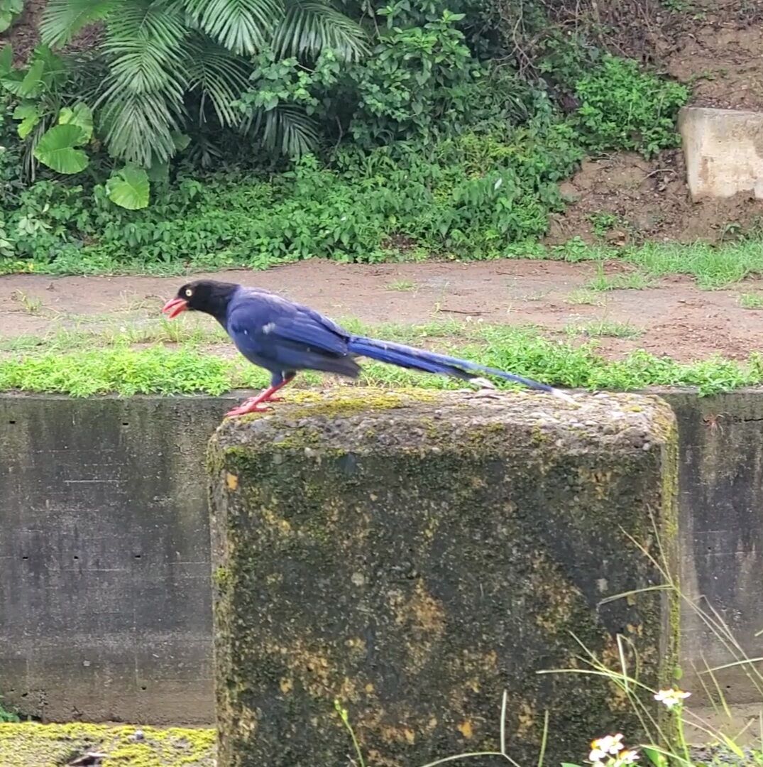 這是什麼鳥