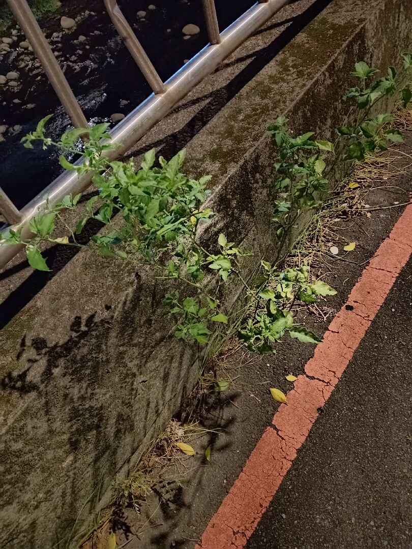 請問這是什麼植物