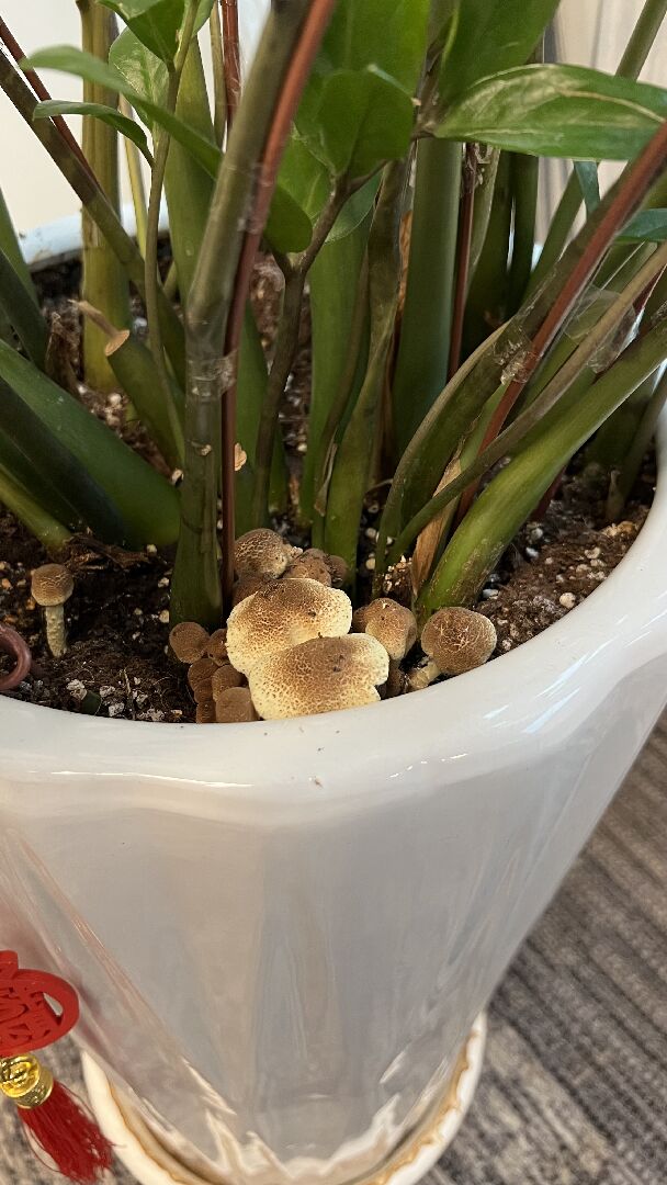 公司植物長菇