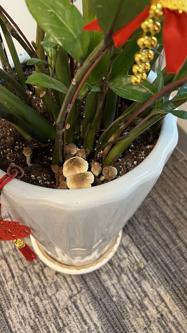 公司植物長菇