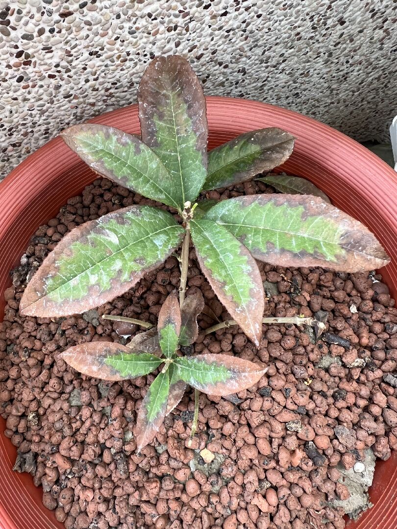 桂花樹葉子四周枯萎