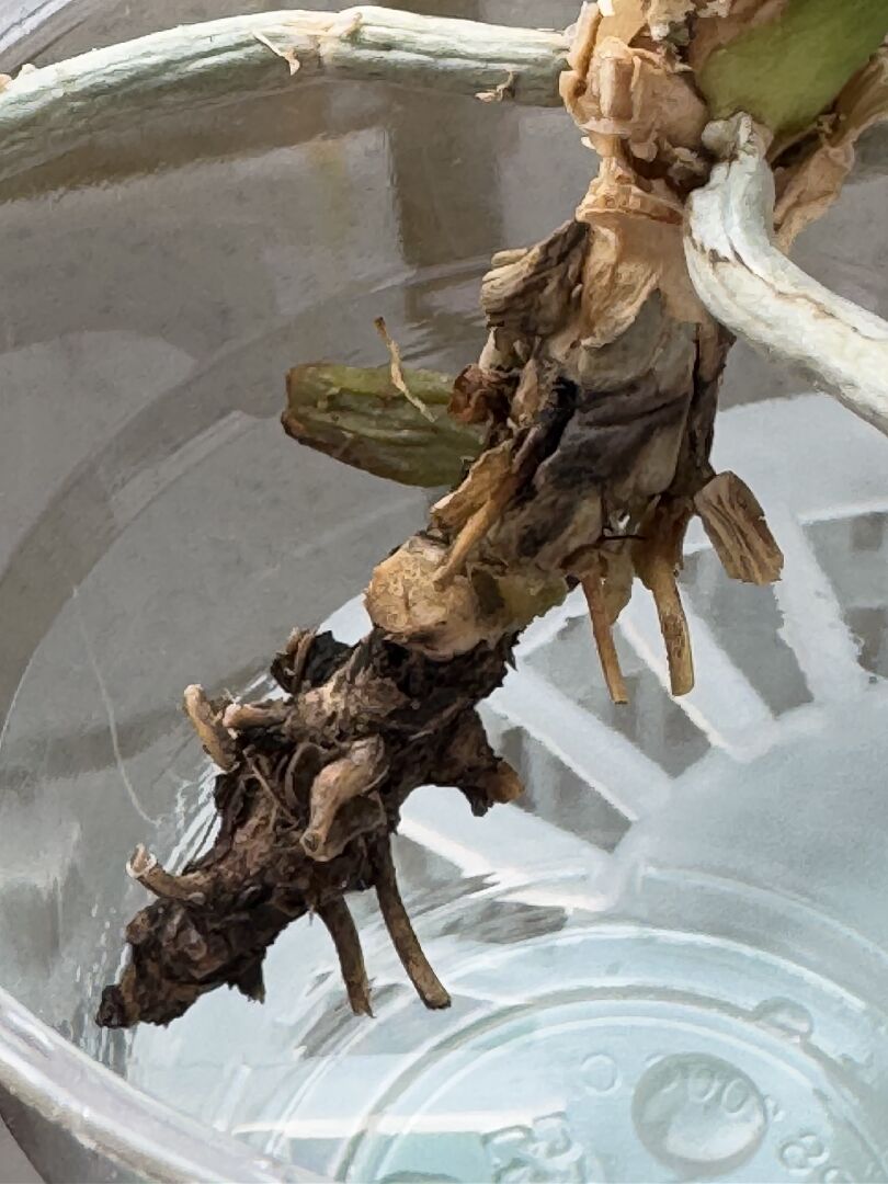請問蘭花變成這樣還有救嗎？