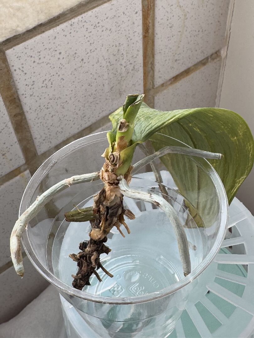 請問蘭花變成這樣還有救嗎？