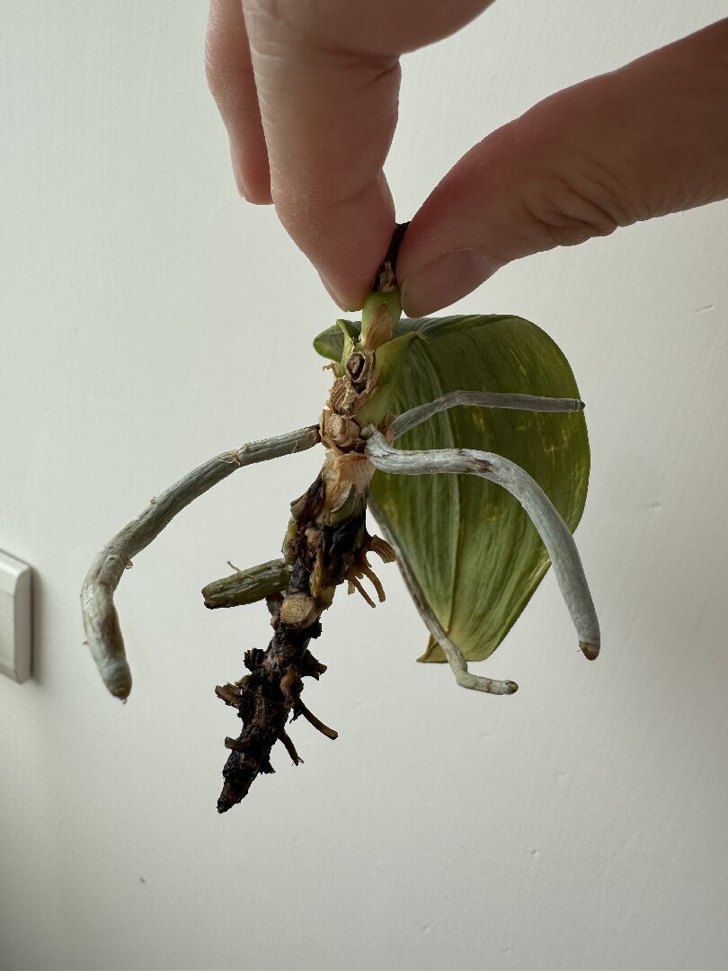 請問蘭花變成這樣還有救嗎？