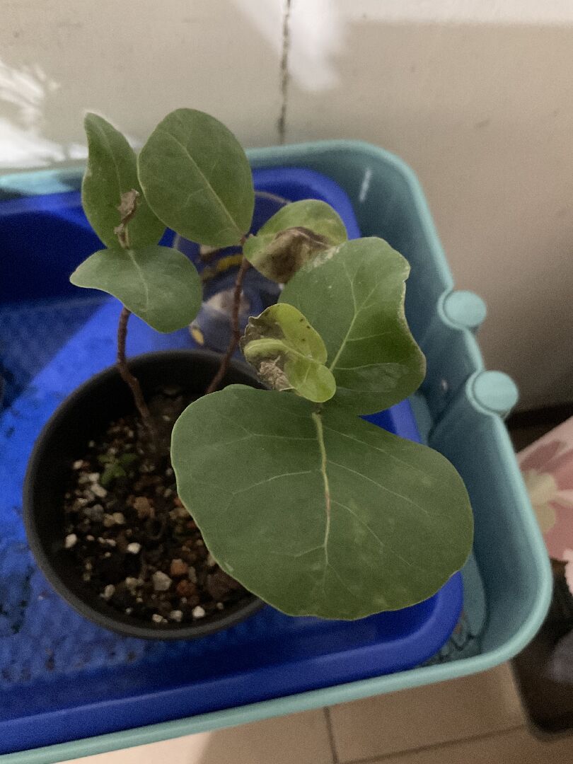 海葡萄新葉枯萎