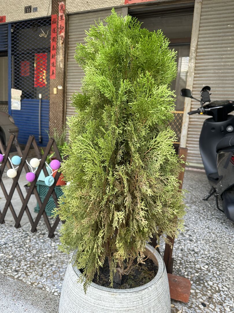 扁柏從底部開始枯萎