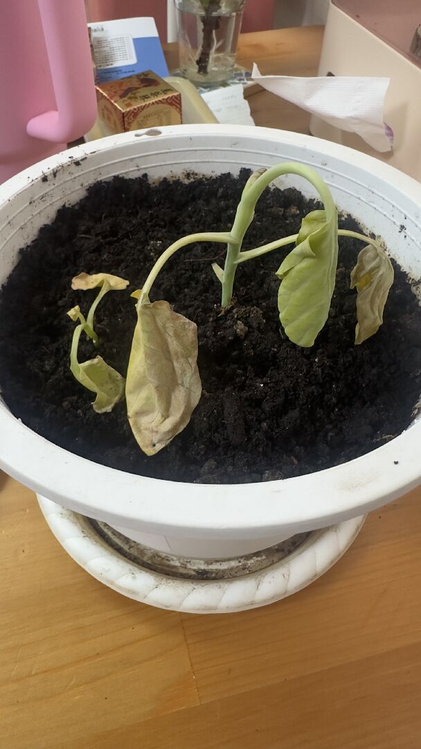 芥藍葉枯萎