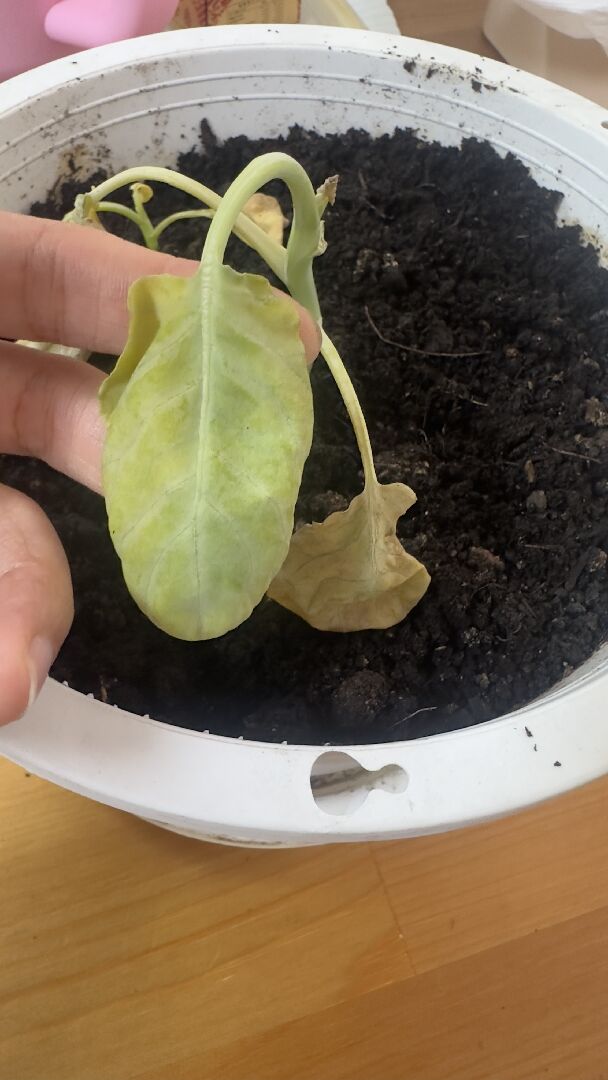 芥藍葉枯萎