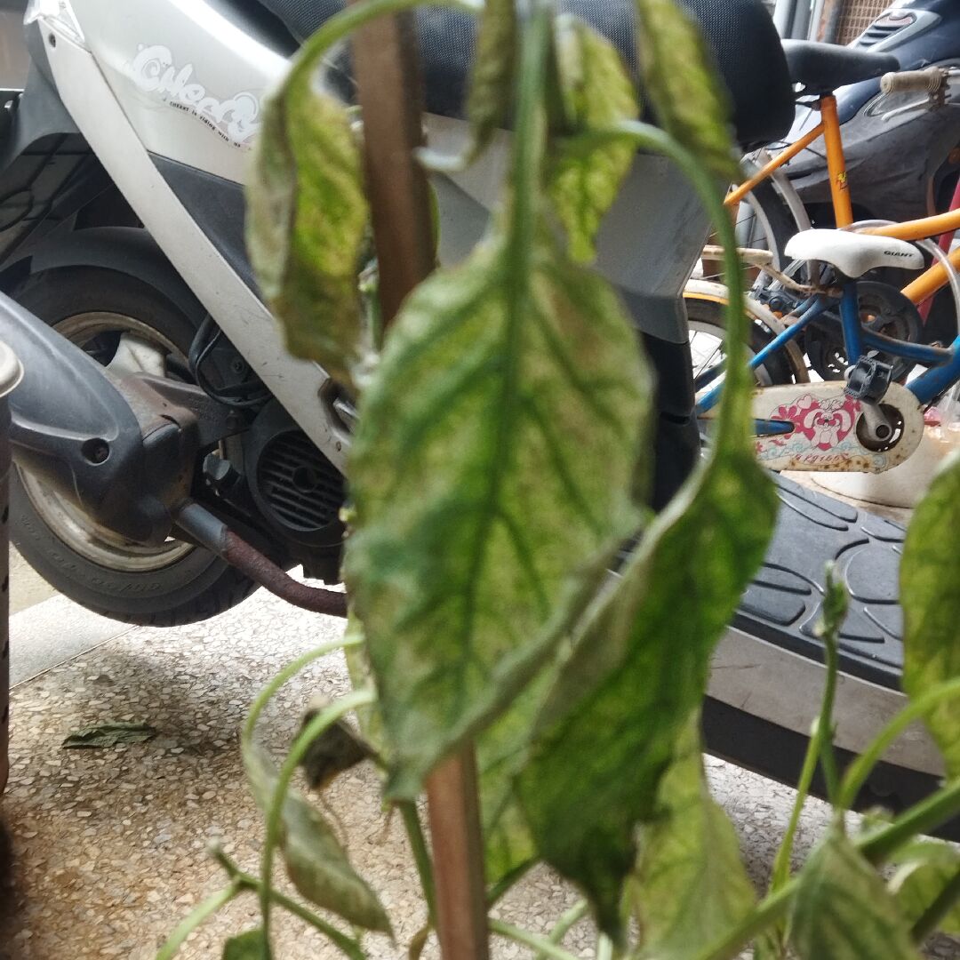 田椒生病了