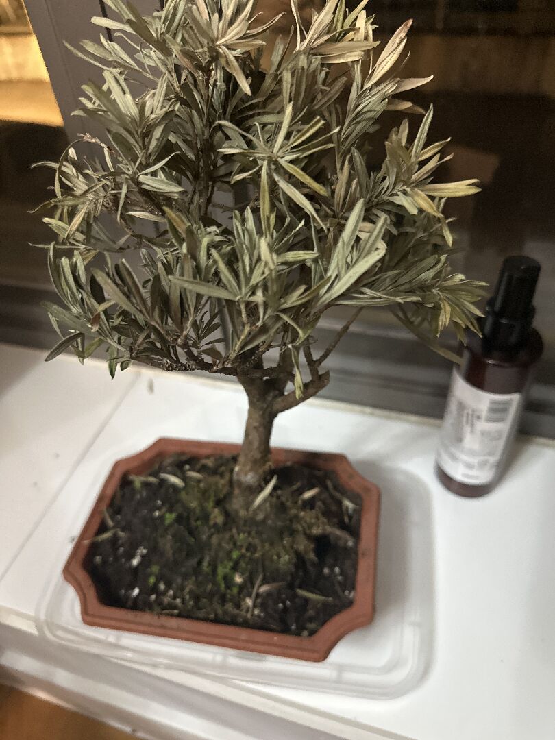 羅漢松乾了