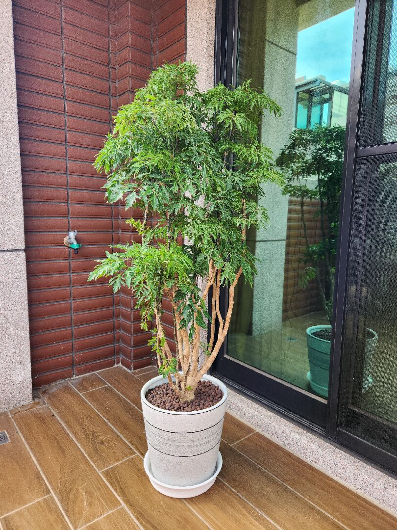 富貴樹歪斜