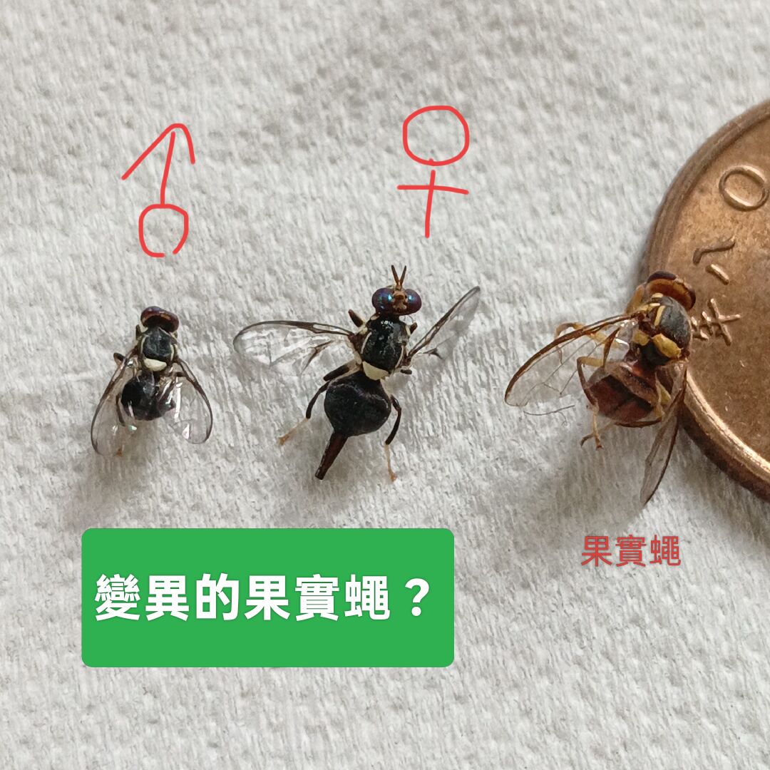 此款果實蠅需要如何誘捕？
