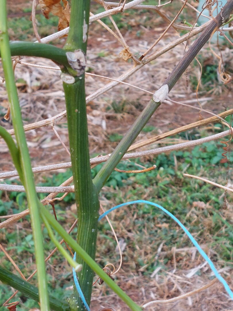 百香果病害