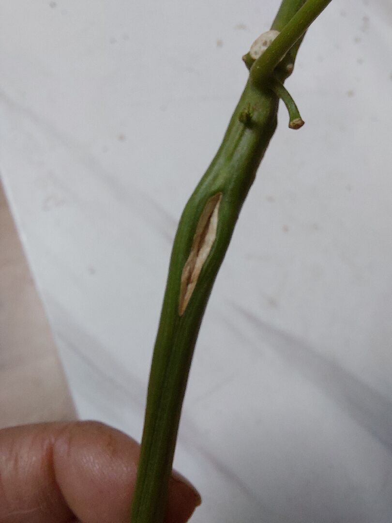 百香果病害